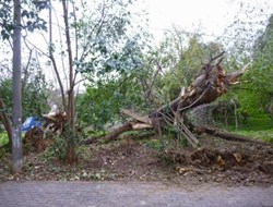 Μεγάλες είναι οι ζημιές στην αγροτική παραγωγή του Δήμου Καλαμάτας από την ανεμοθύελλα